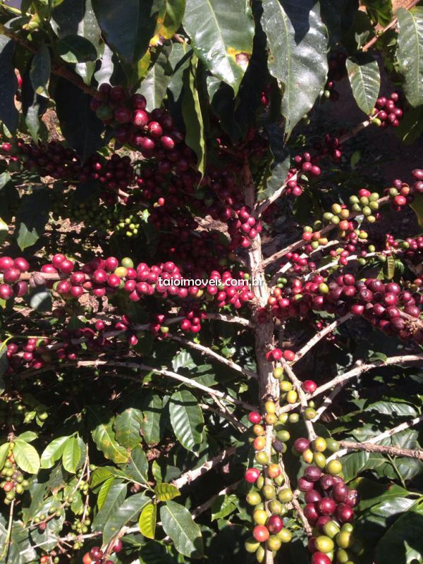 Fazenda venda CENTRAL SAO GONÇALO DO SAPUCAI Fazenda venda CENTRAL SAO GONÇALO DO SAPUCAI