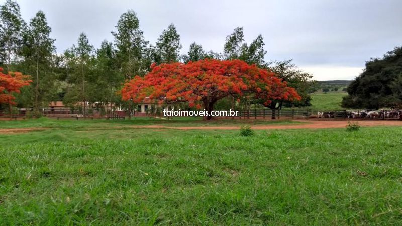 Fazenda venda Babilônia Bom Despacho Fazenda venda Babilônia Bom Despacho