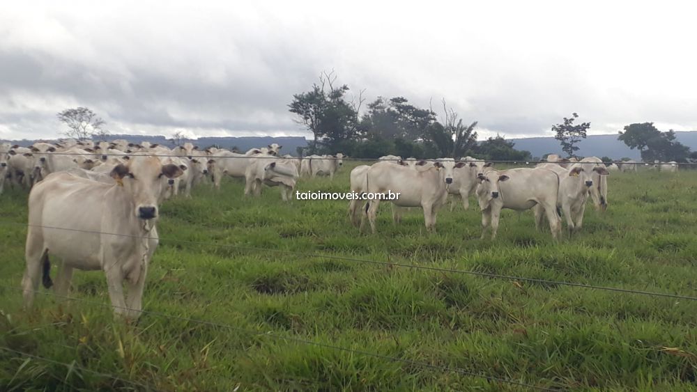 Fazenda venda Região Jequitinhonha - Referência TI277