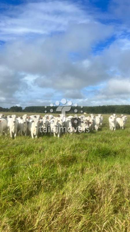 Fazenda à venda na BAIRROREGIÃO - 120548-4.jpg