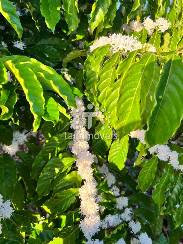 Fazenda à venda na BAIRROREGIÃO - 120549-11.jpg