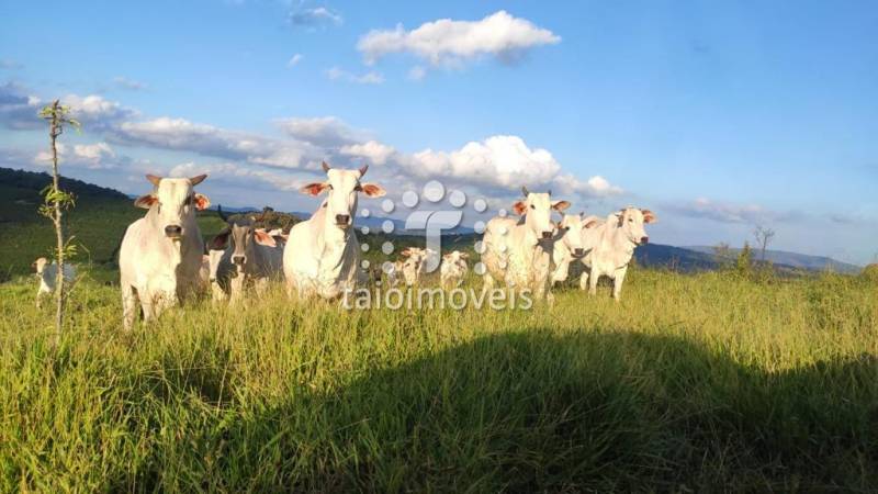 Fazenda à venda na BAIRROREGIÃO - 125331-5.jpeg
