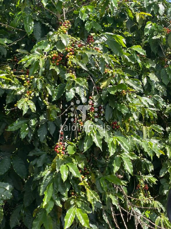 Fazenda à venda na BAIRROREGIÃO - 120434-1.jpeg